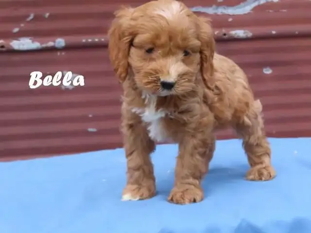 Cockapoo puppies. - Photo 2