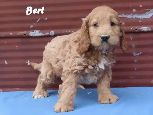Cockapoo puppies. - Photo 3