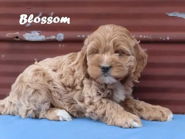 Cockapoo puppies. - Photo 4