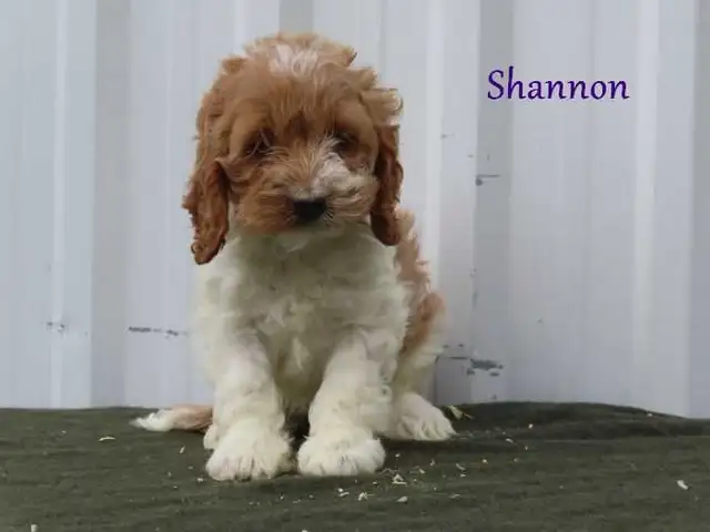 Cockapoo puppies. - Photo 5