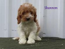 Cockapoo puppies. - Photo 5