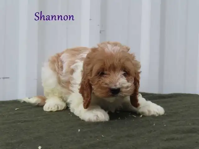 Cockapoo puppies. - Photo 6