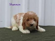 Cockapoo puppies. - Photo 6