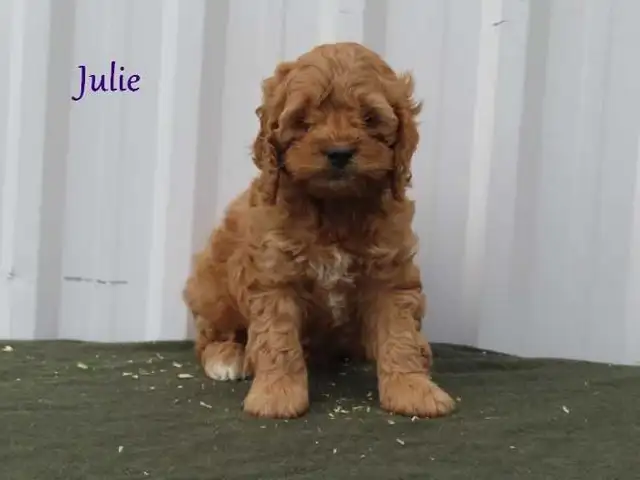 Cockapoo puppies. - Photo 7