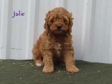 Cockapoo puppies. - Photo 7