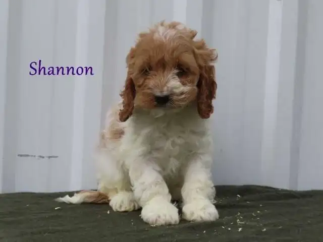 Cockapoo puppies. - Photo 8