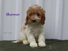 Cockapoo puppies. - Photo 8