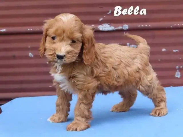 Cockapoo puppies. - Photo 9