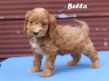 Cockapoo puppies. - Photo 9