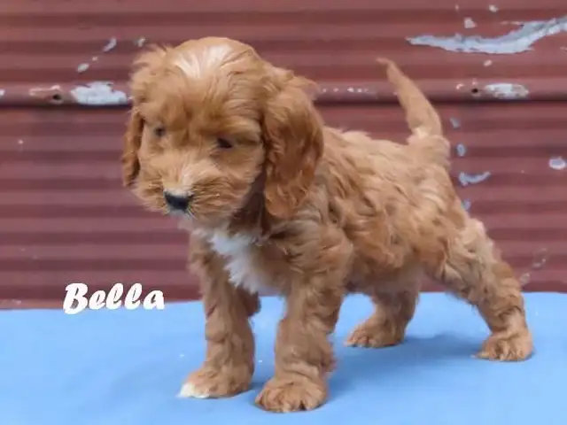 Cockapoo puppies. - Photo 10