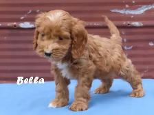 Cockapoo puppies. - Photo 10
