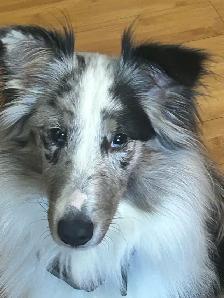 Border collie mix 2 ans