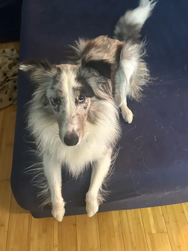 Border collie mix 2 ans - Photo 2