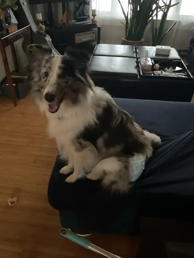 Border collie mix 2 ans - Photo 3