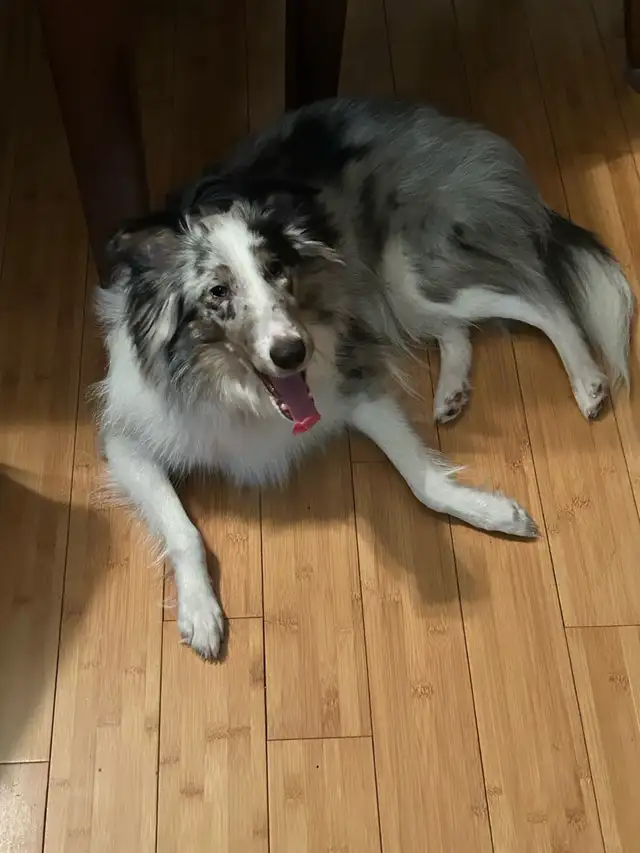 Border collie mix 2 ans - Photo 4