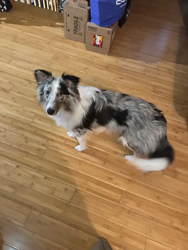 Border collie mix 2 ans - Photo 5