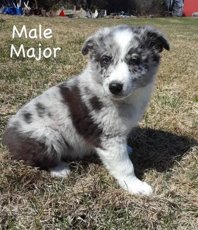 Aussie Cross Puppies