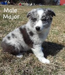 Aussie Cross Puppies