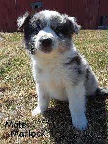 Aussie Cross Puppies - Photo 2