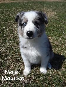 Aussie Cross Puppies - Photo 3