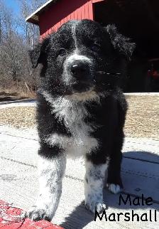 Aussie Cross Puppies - Photo 4