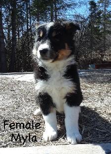 Aussie Cross Puppies - Photo 5