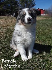 Aussie Cross Puppies - Photo 6