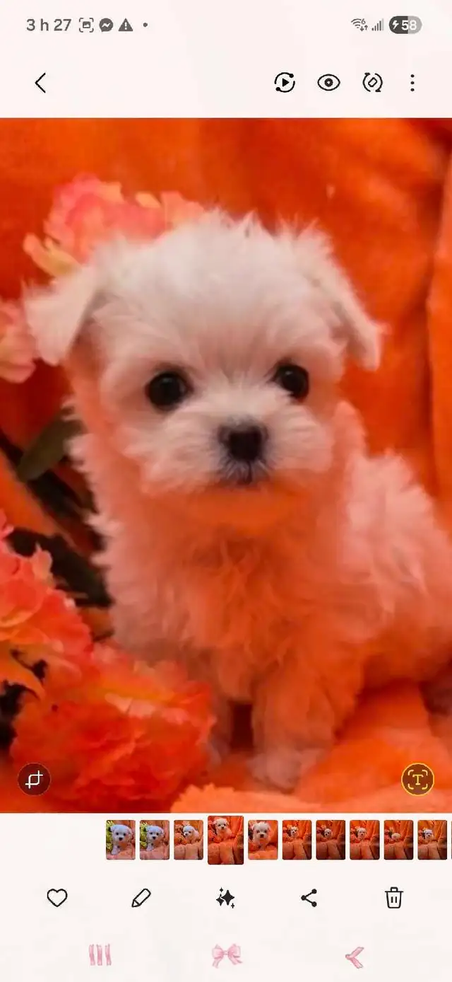 PARFAIT BICHON MALTAIS