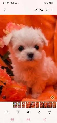 PARFAIT BICHON MALTAIS