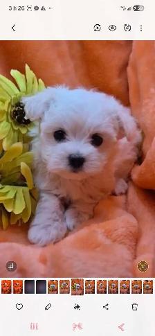 PARFAIT BICHON MALTAIS - Photo 2