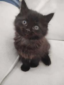 Chaton Sibérien hypoallergénique - Photo 3