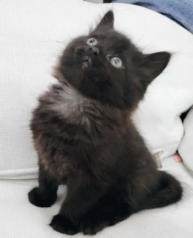 Chaton Sibérien hypoallergénique - Photo 4