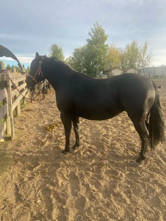 Horses for sale - Photo 2