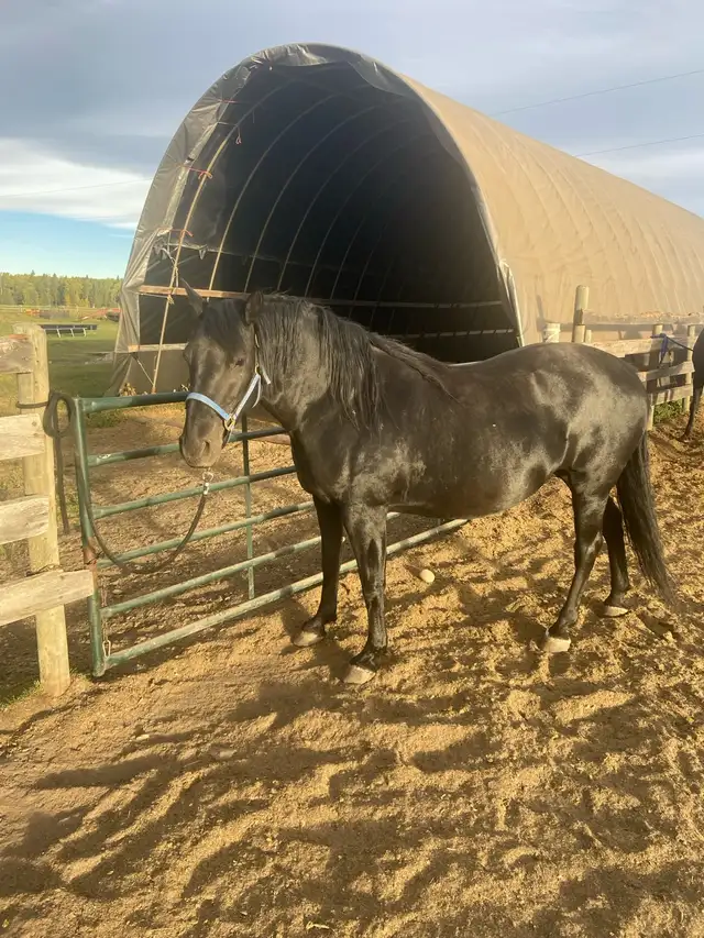 Horses for sale - Photo 3