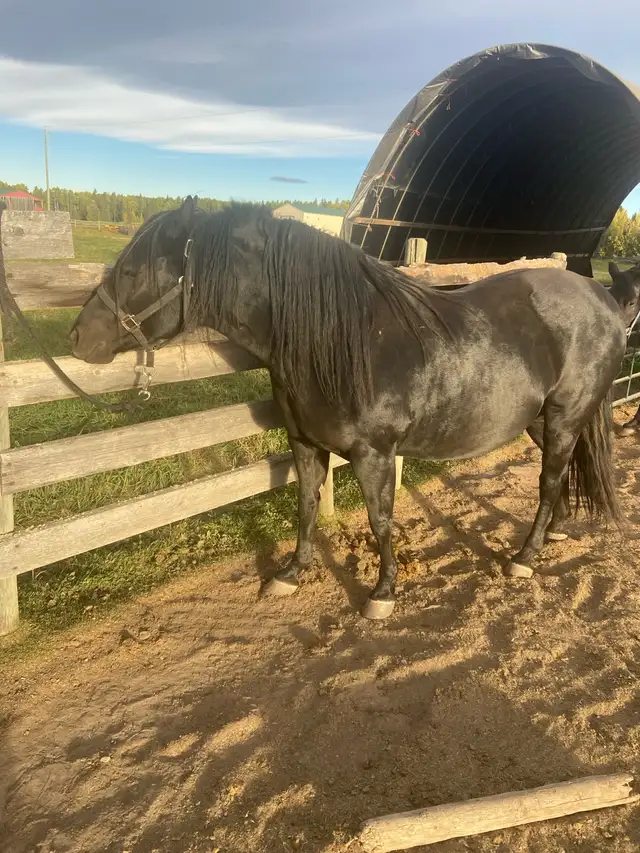 Horses for sale - Photo 4