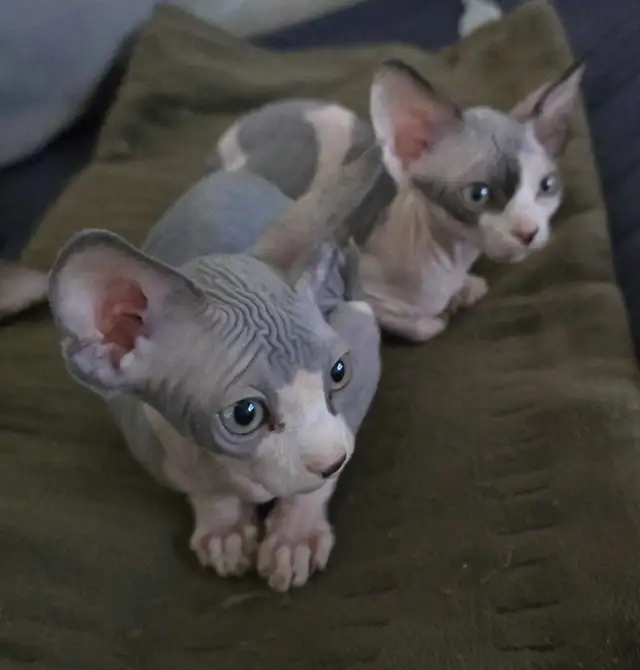 Pure Canadian Sphynx kittens