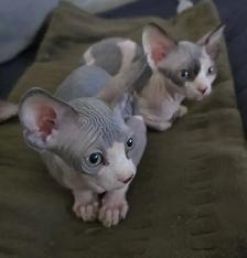 Pure Canadian Sphynx kittens
