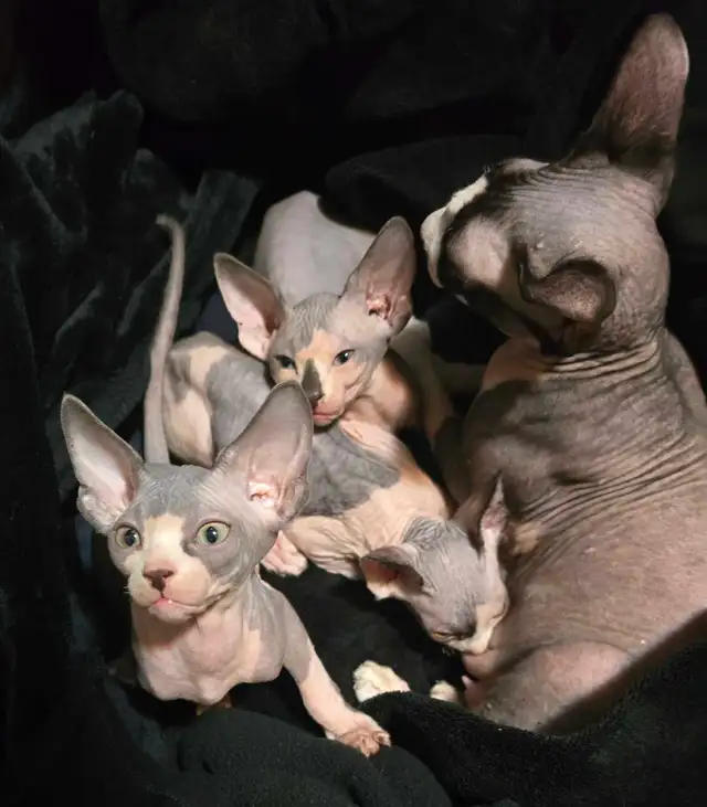 Pure Canadian Sphynx kittens - Photo 2