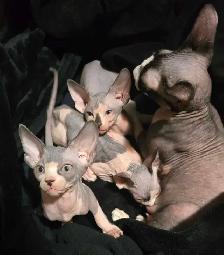 Pure Canadian Sphynx kittens - Photo 2