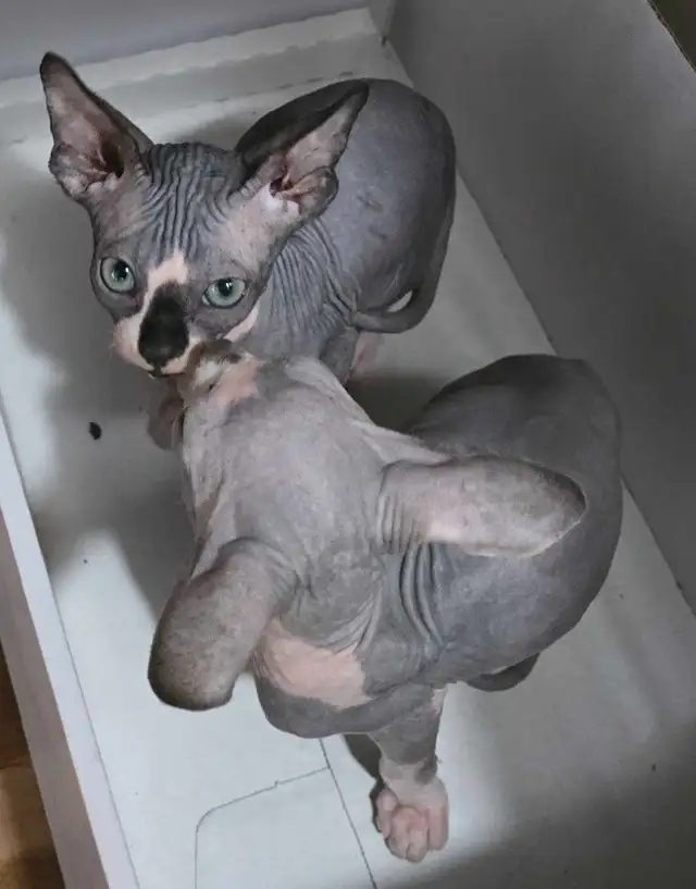 Pure Canadian Sphynx kittens - Photo 3