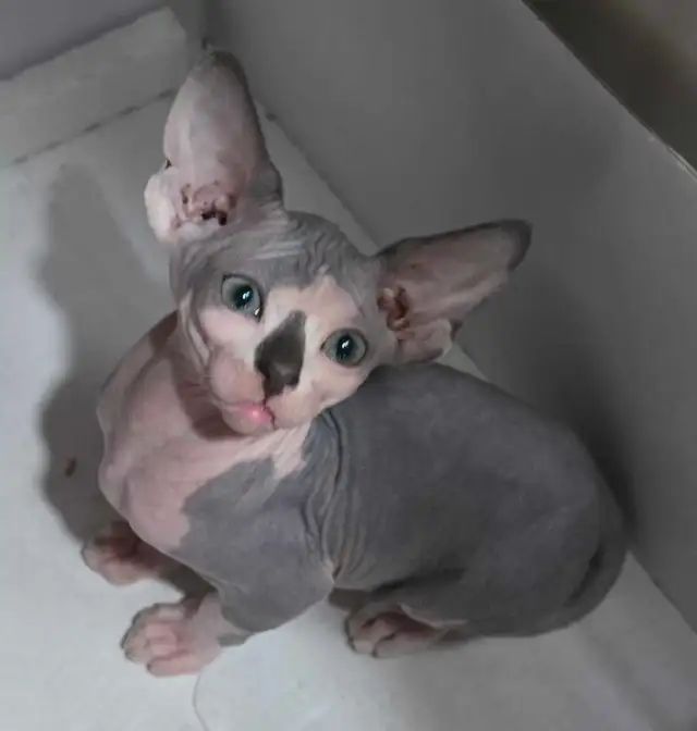 Pure Canadian Sphynx kittens - Photo 4