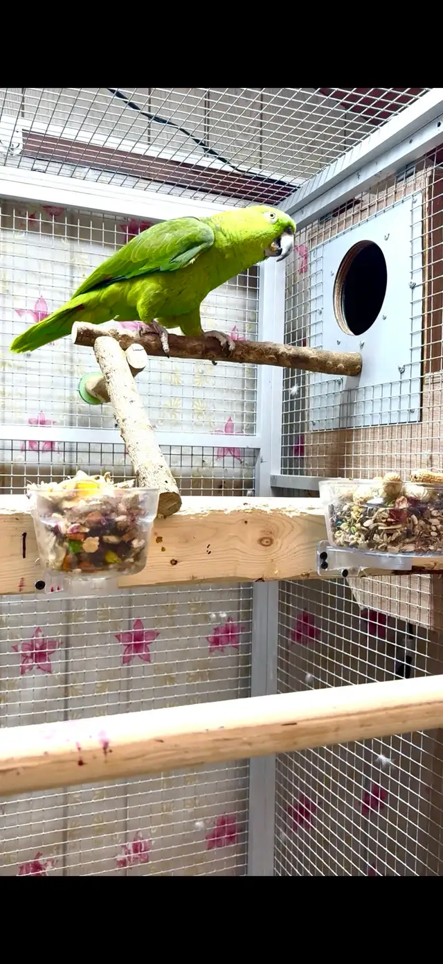 Amazon Female YN - Photo 2