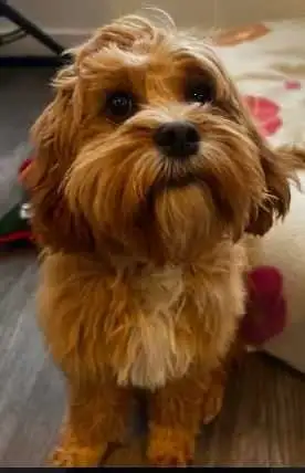 Puppy and Dog House Training in Your Home - Photo 5