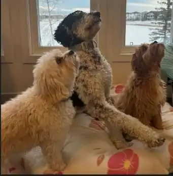 Puppy and Dog House Training in Your Home - Photo 9