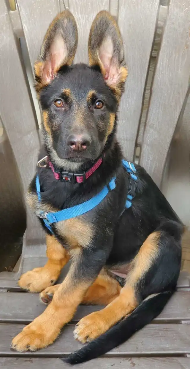 Dog Training- 5 Star In Home Professional One on One