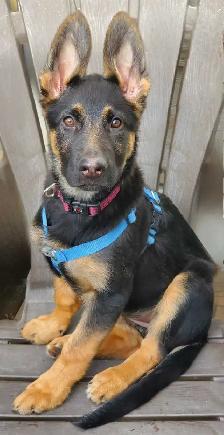 Dog Training- 5 Star In Home Professional One on One