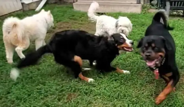 Dog Training- 5 Star In Home Professional One on One - Photo 8