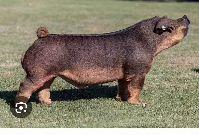 ISO mature duroc boar