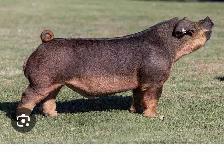 ISO mature duroc boar