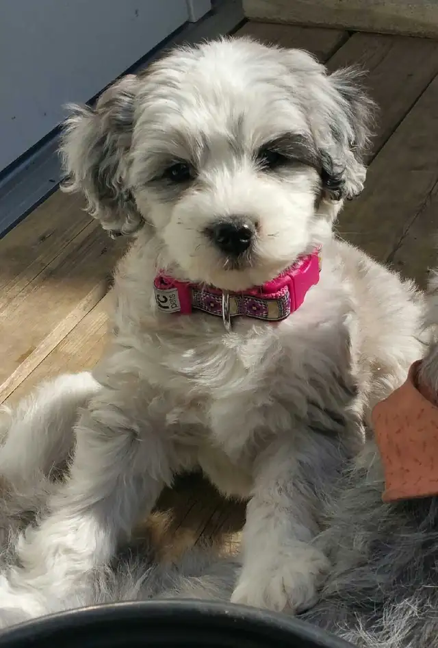 Dog Boarding - Photo 4